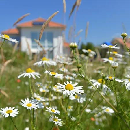 Seabird トレント